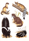 Mustelids and Ringtail (Plate 12)