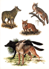 Canids (Plate 10)