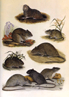 Gopher and Rats (Plate 5)