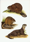 Beaver, Nutria, and Otter (Plate 8)